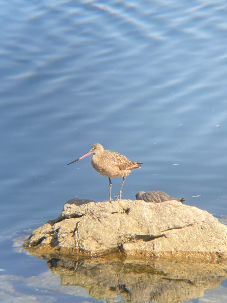 Marbled Godwit - ML623534761