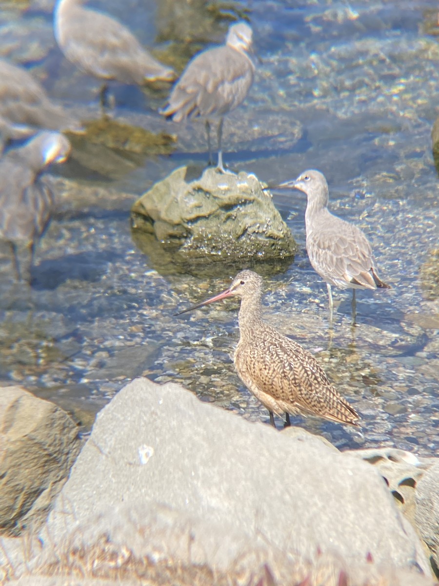 Marbled Godwit - ML623534762