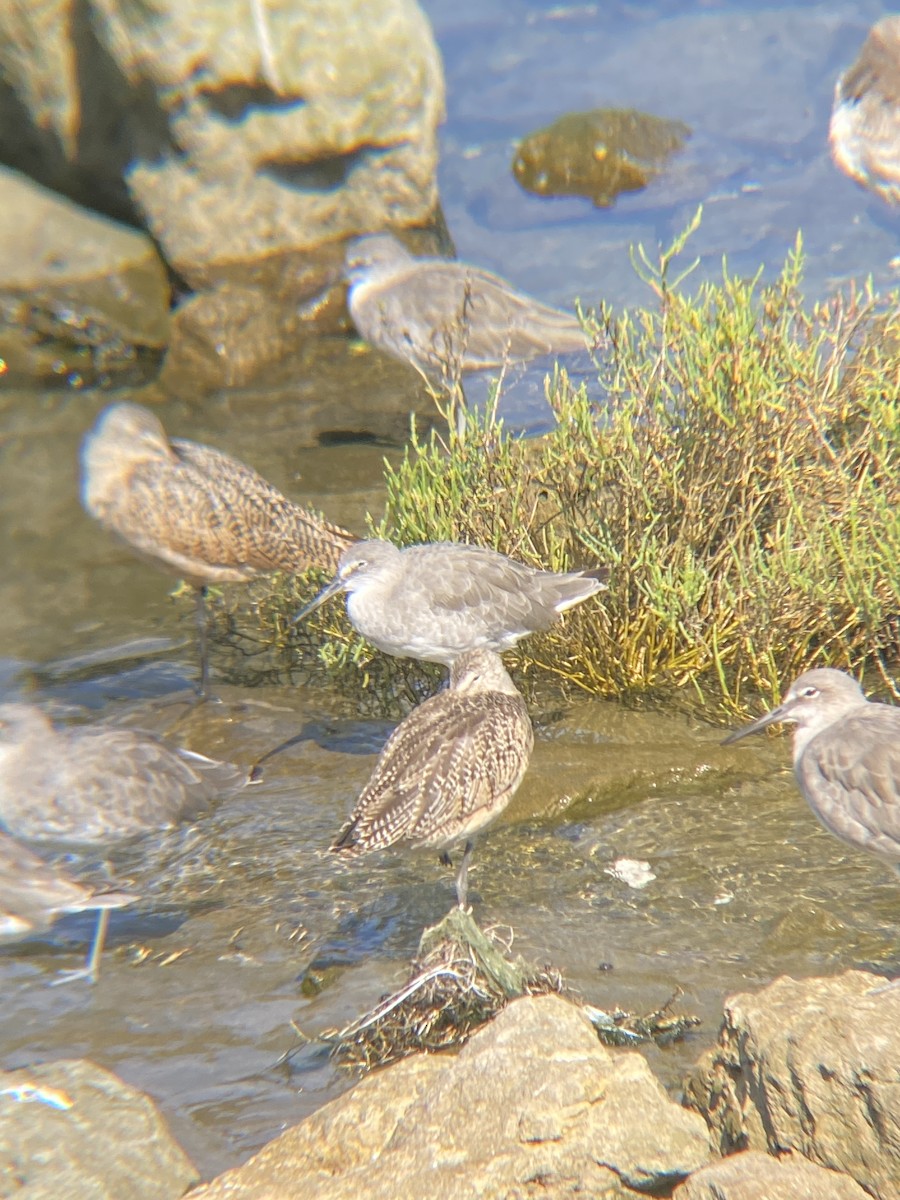 Marbled Godwit - ML623534763