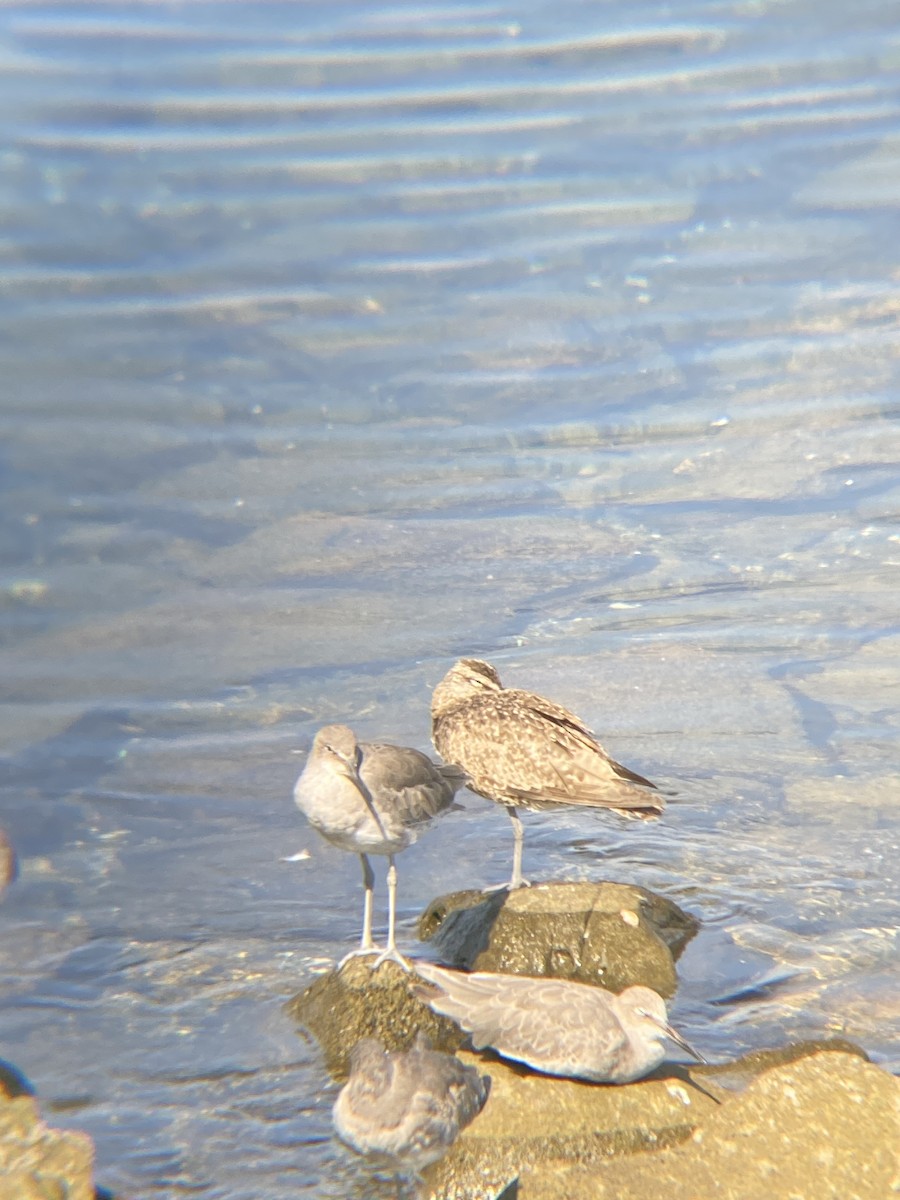 Regenbrachvogel - ML623534769