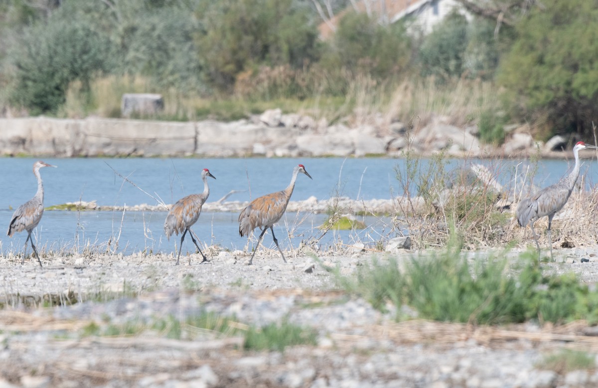 Grue du Canada - ML623534770