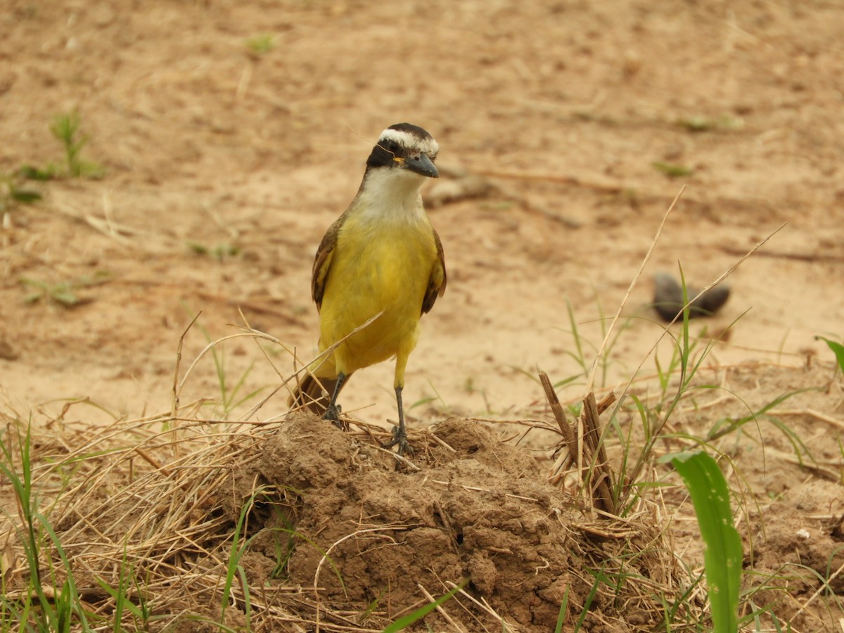 Great Kiskadee - ML623534772