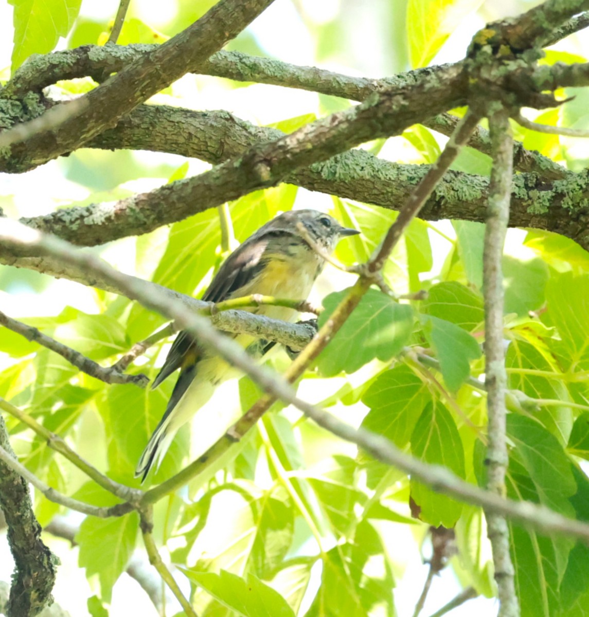 Yellow-rumped Warbler - ML623534776