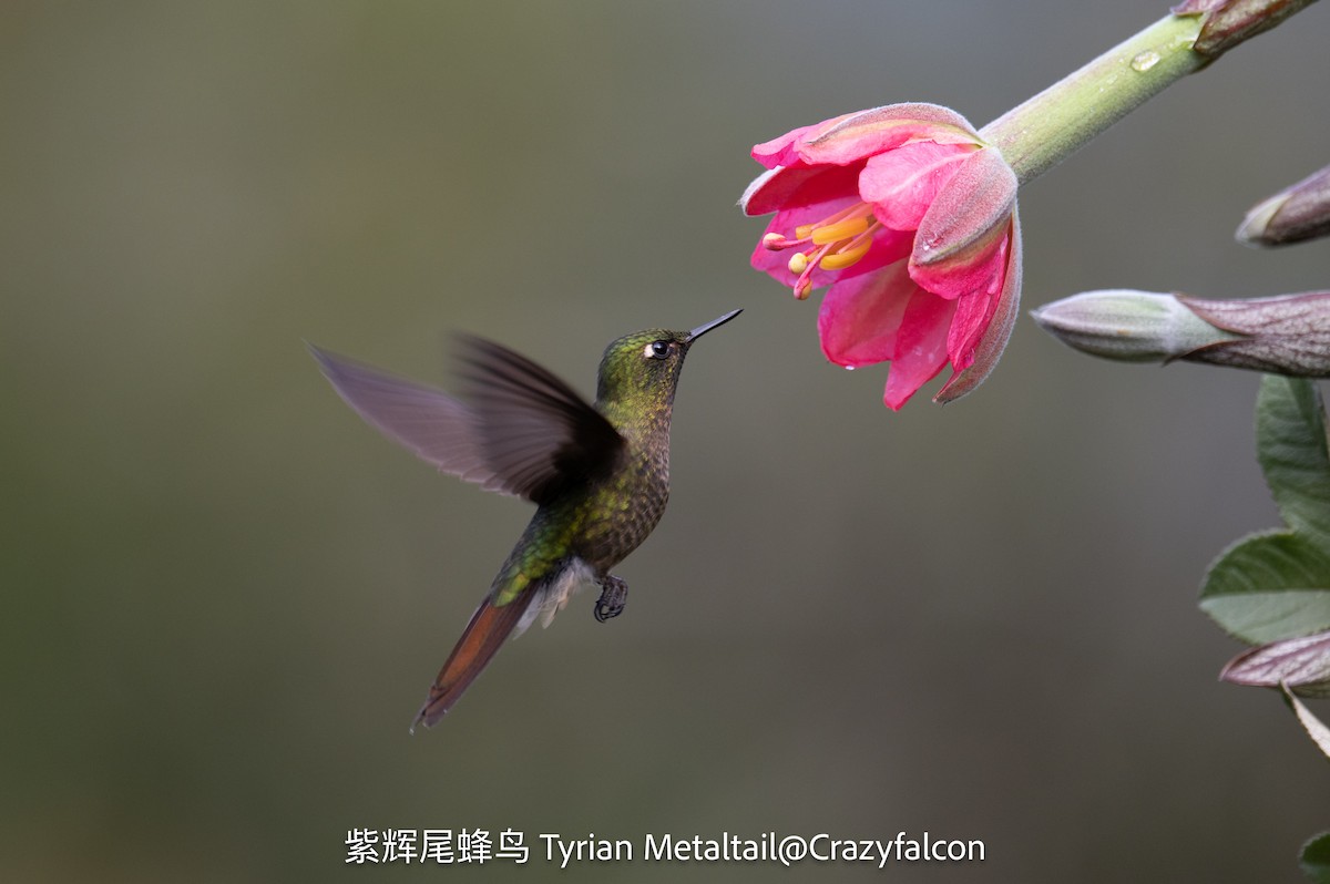 Tyrian Metaltail - ML623534782