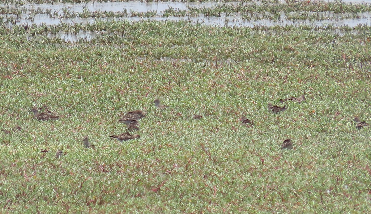 Pectoral Sandpiper - ML623534785