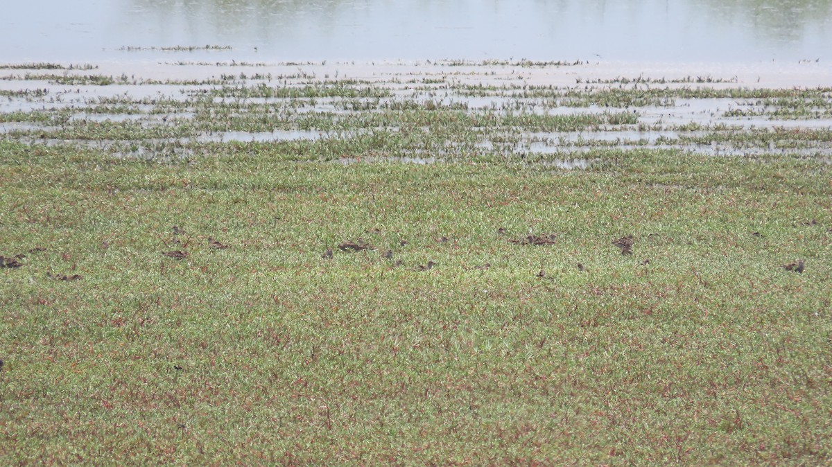 Pectoral Sandpiper - ML623534788