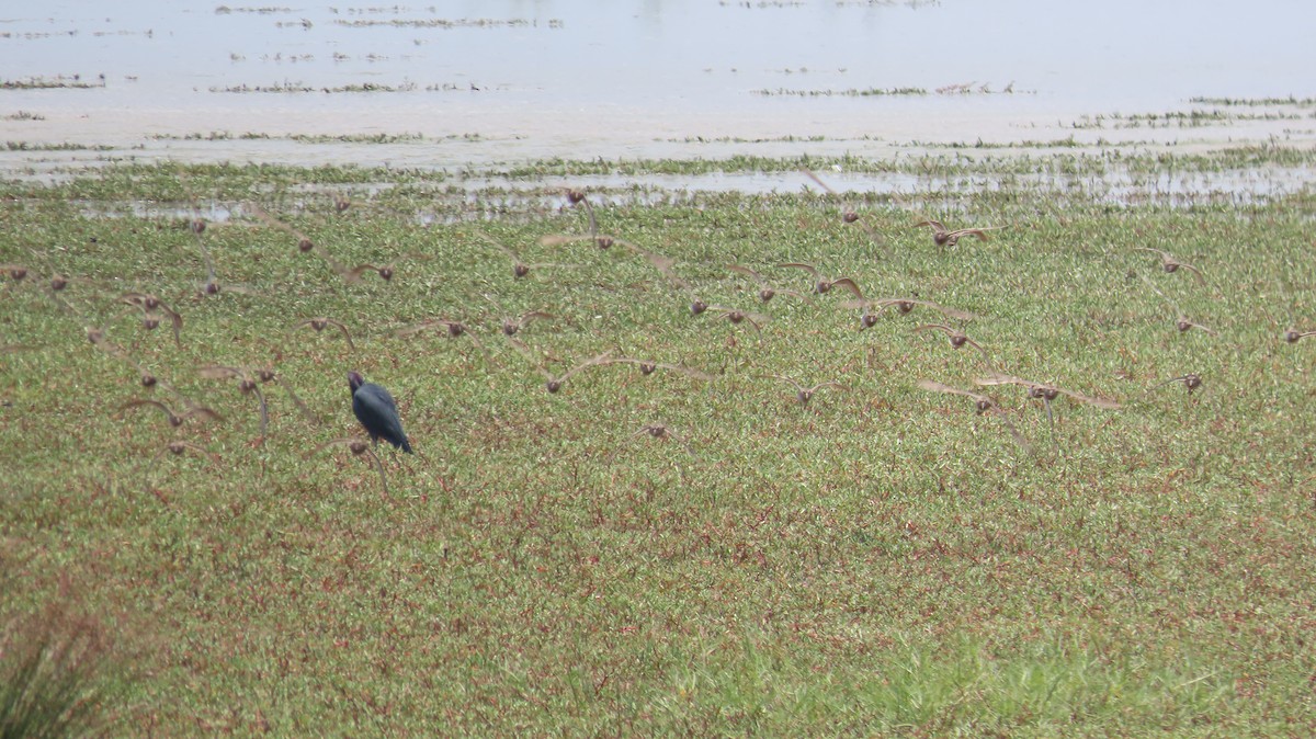 Pectoral Sandpiper - ML623534789