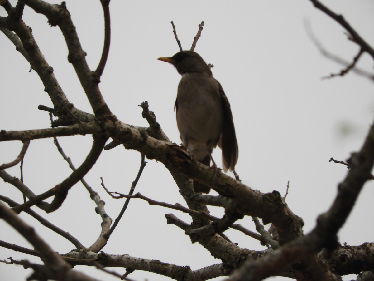 Creamy-bellied Thrush - ML623534790