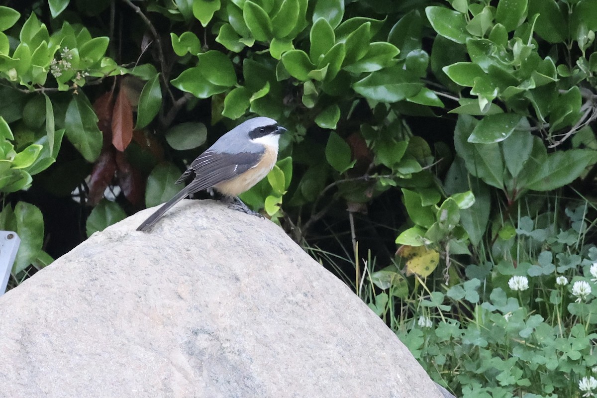 Gray-backed Shrike - ML623534803