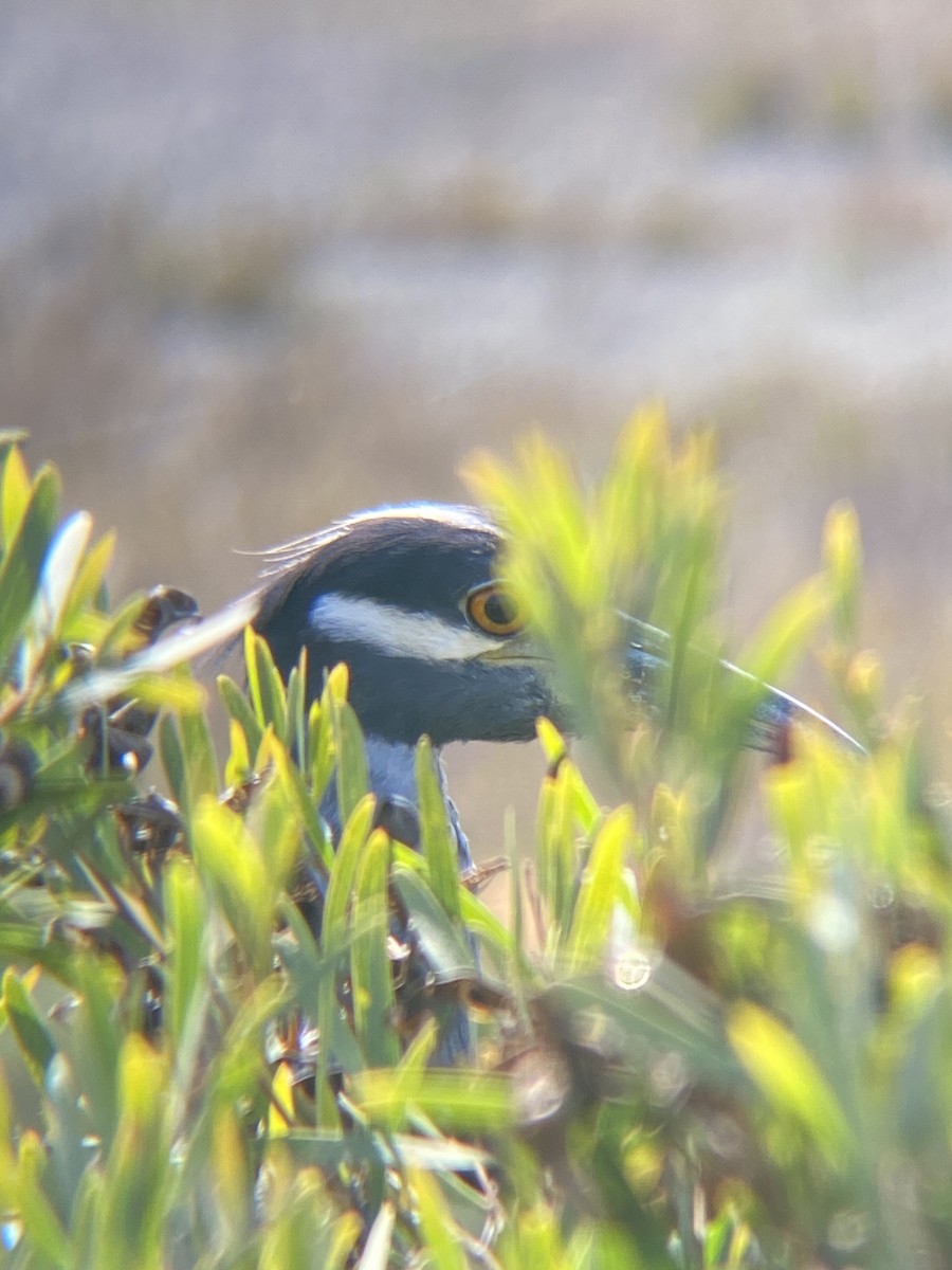 Yellow-crowned Night Heron - ML623534818