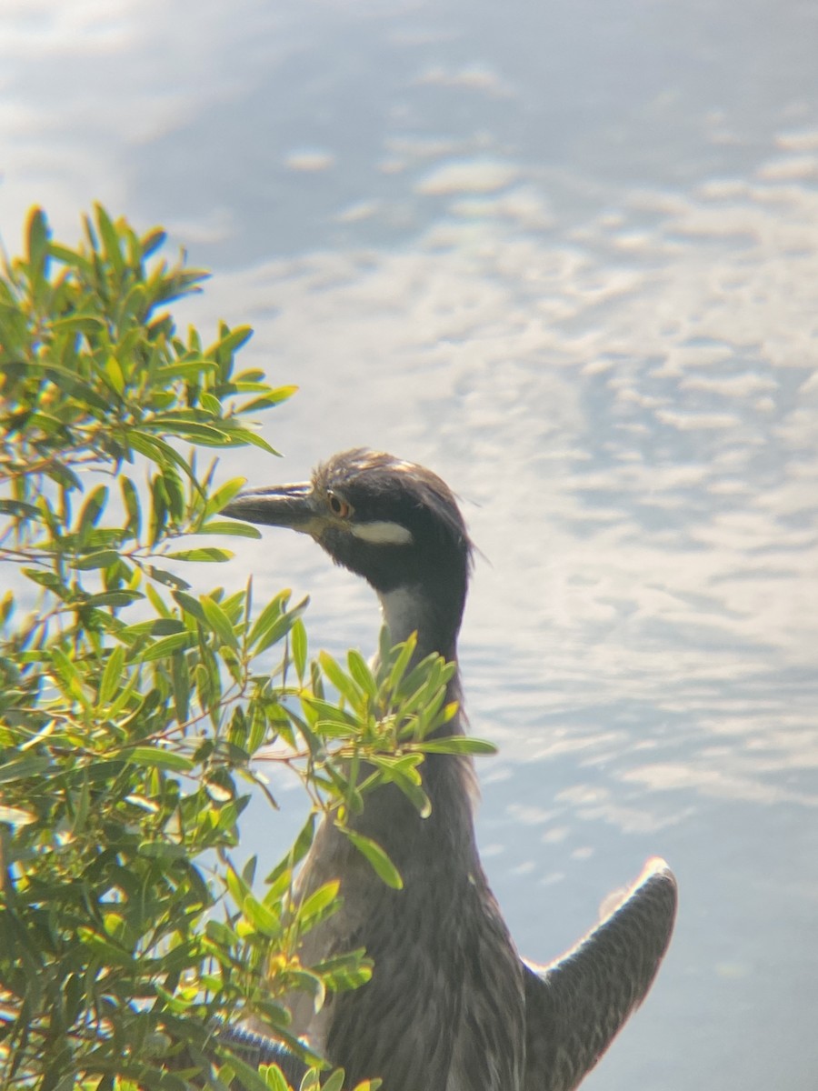 Yellow-crowned Night Heron - ML623534819