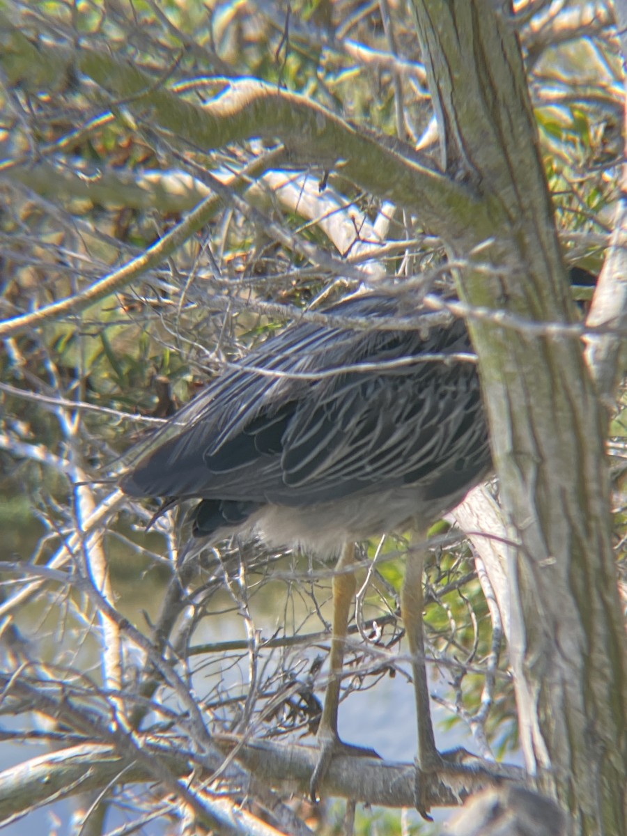 Yellow-crowned Night Heron - ML623534820