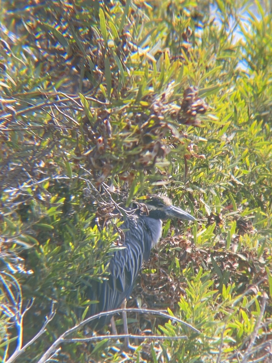 Yellow-crowned Night Heron - ML623534821