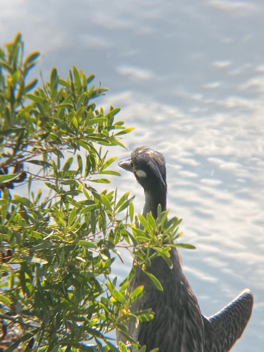 Yellow-crowned Night Heron - ML623534823