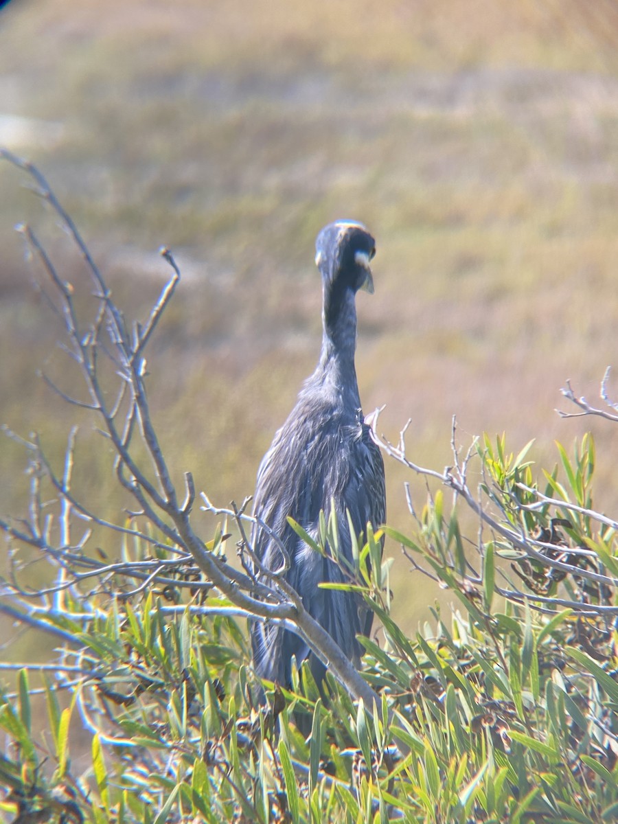 Yellow-crowned Night Heron - ML623534826