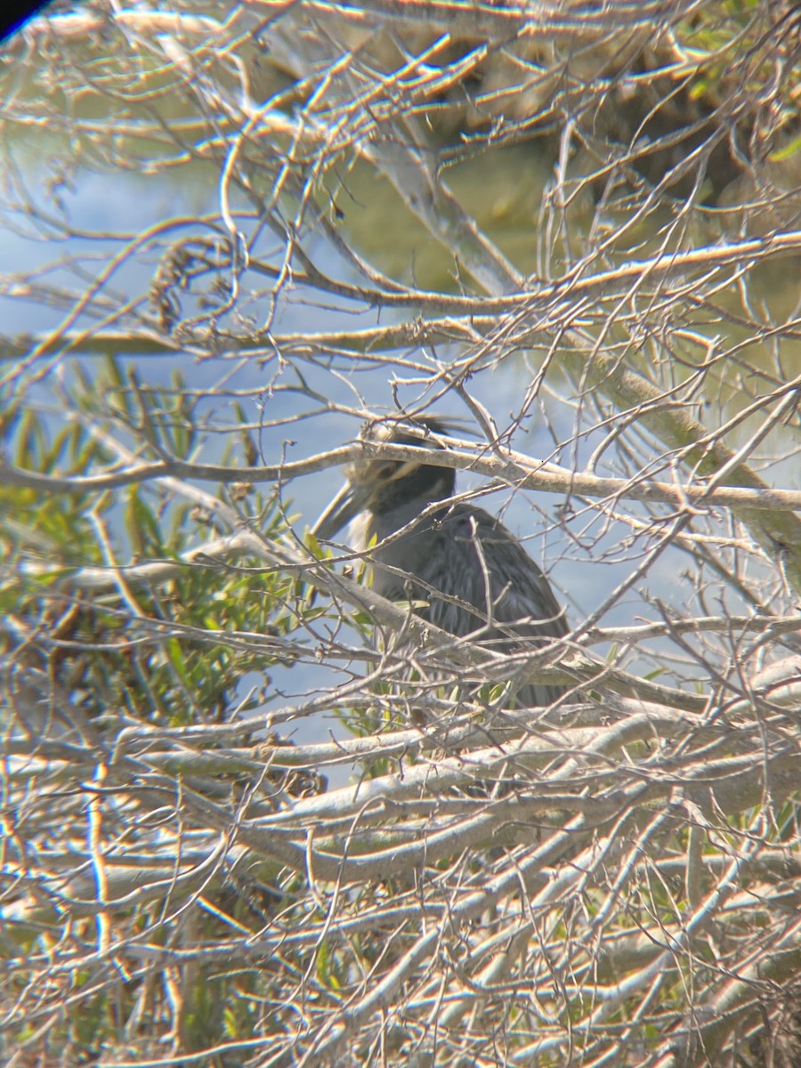 Yellow-crowned Night Heron - ML623534827