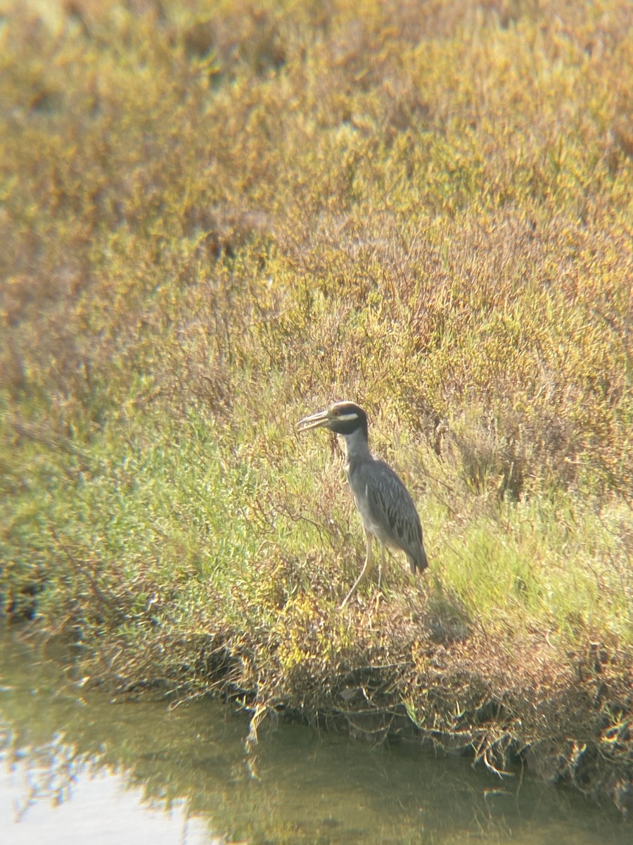 Yellow-crowned Night Heron - ML623534828