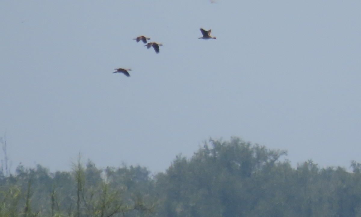 Fulvous Whistling-Duck - ML623534836