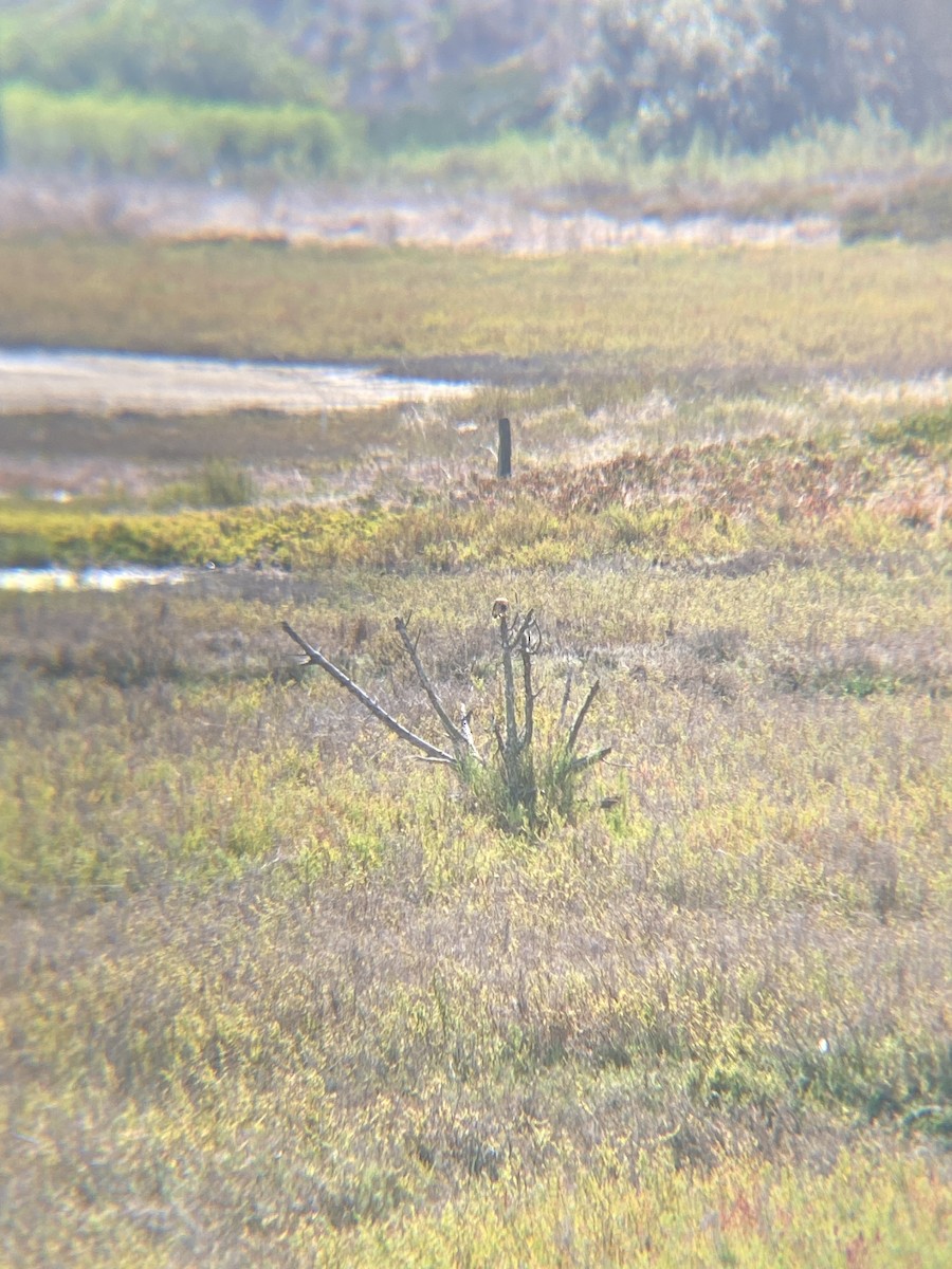 American Kestrel - ML623534840