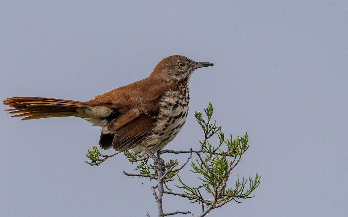 Brown Thrasher - ML623534873