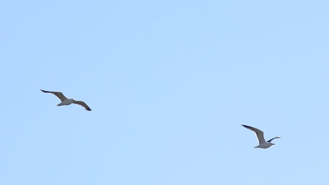 Lesser Black-backed Gull - ML623534905