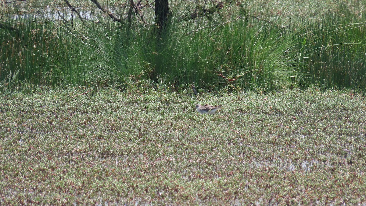 Lesser Yellowlegs - ML623534932