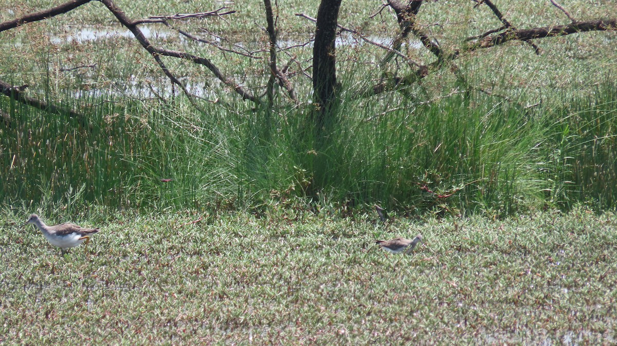 Lesser Yellowlegs - ML623534933