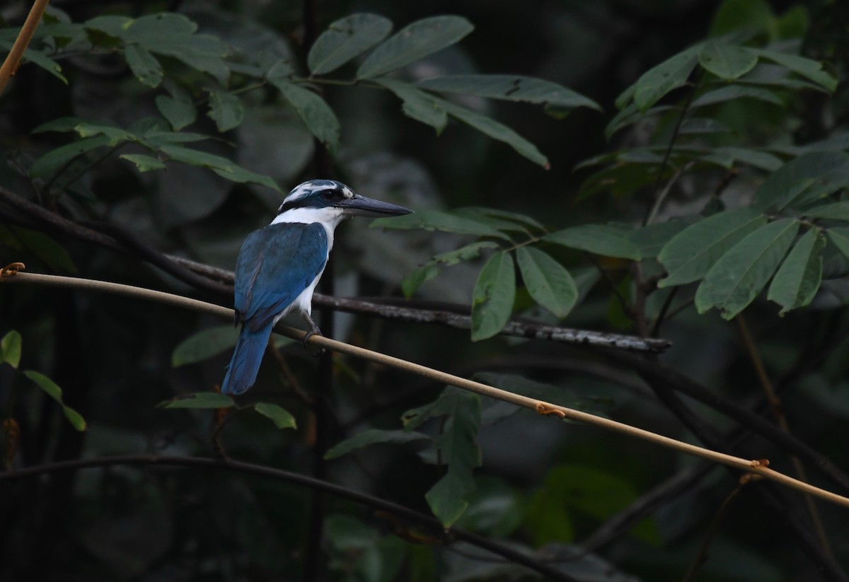 Mariana Kingfisher - ML623534951