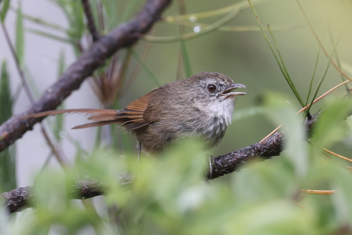 Rufous-tailed Babbler - ML623534961