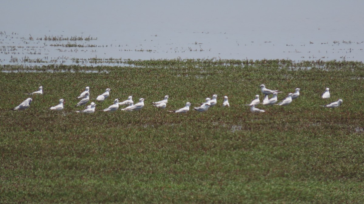 Gull-billed Tern - ML623534980