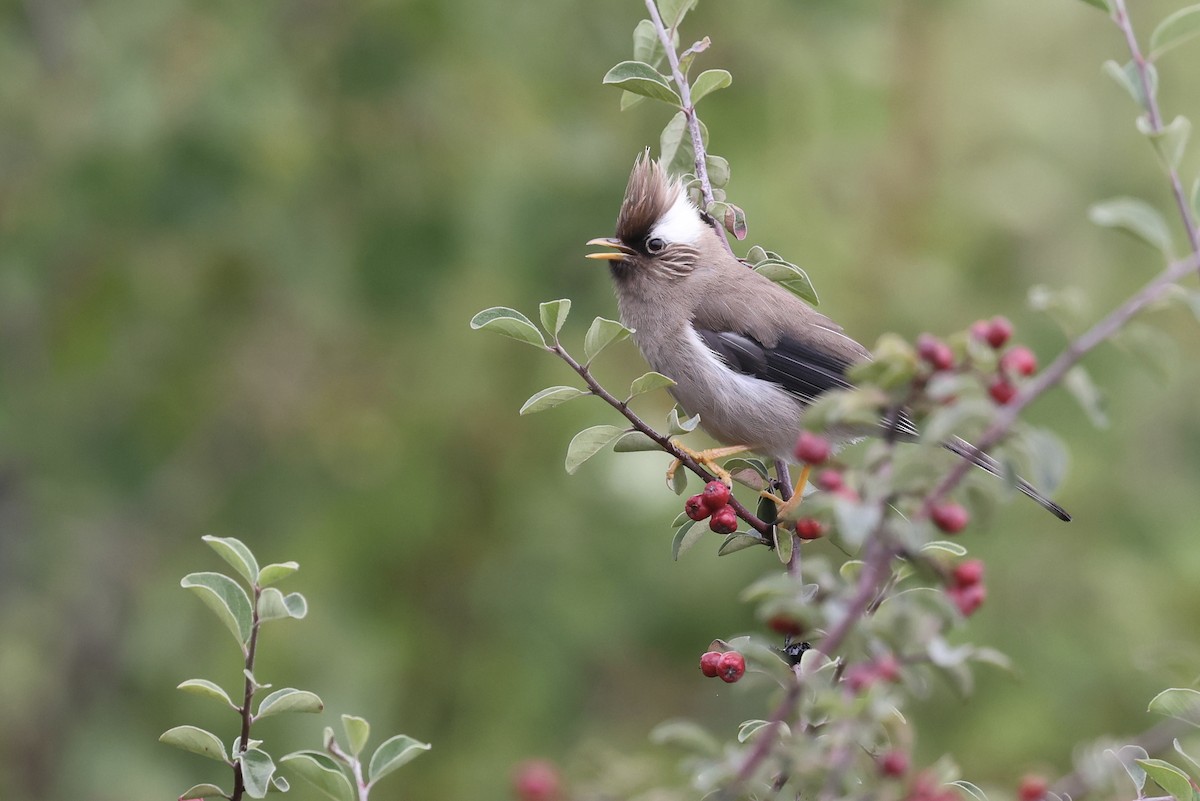 White-collared Yuhina - ML623534986