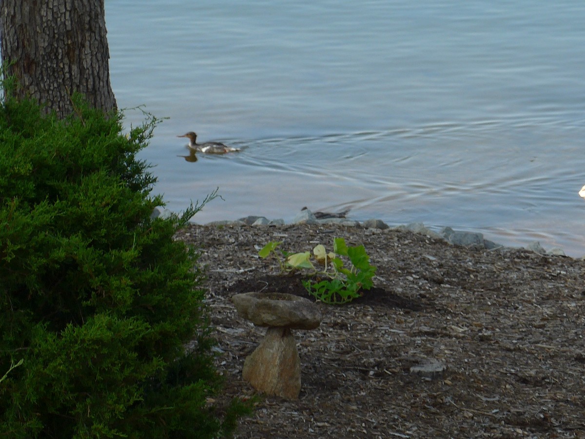 Red-breasted Merganser - ML623535008