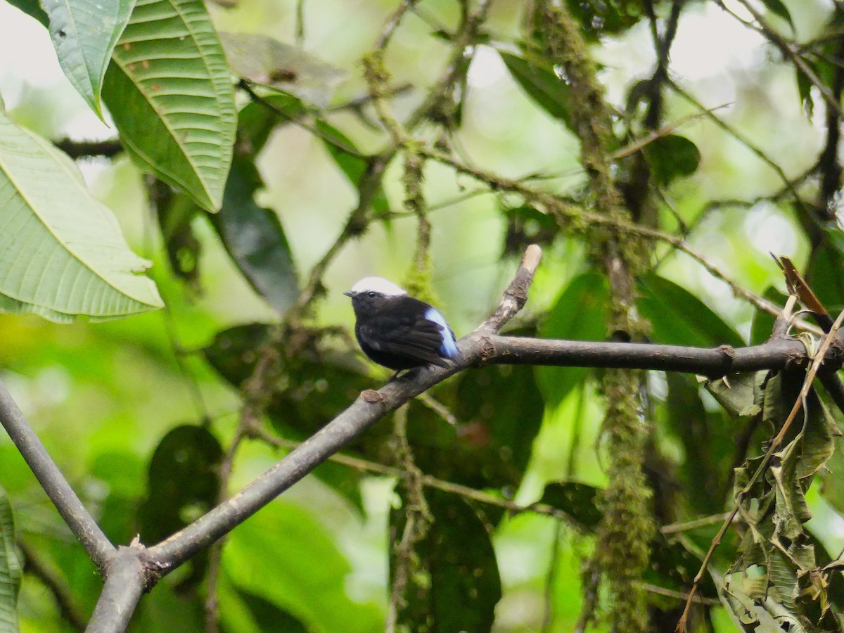 Blue-rumped Manakin - ML623535055