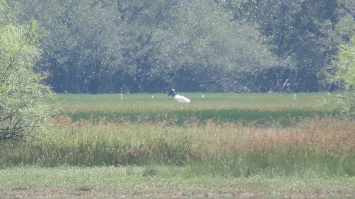 Jabiru - Oliver  Komar