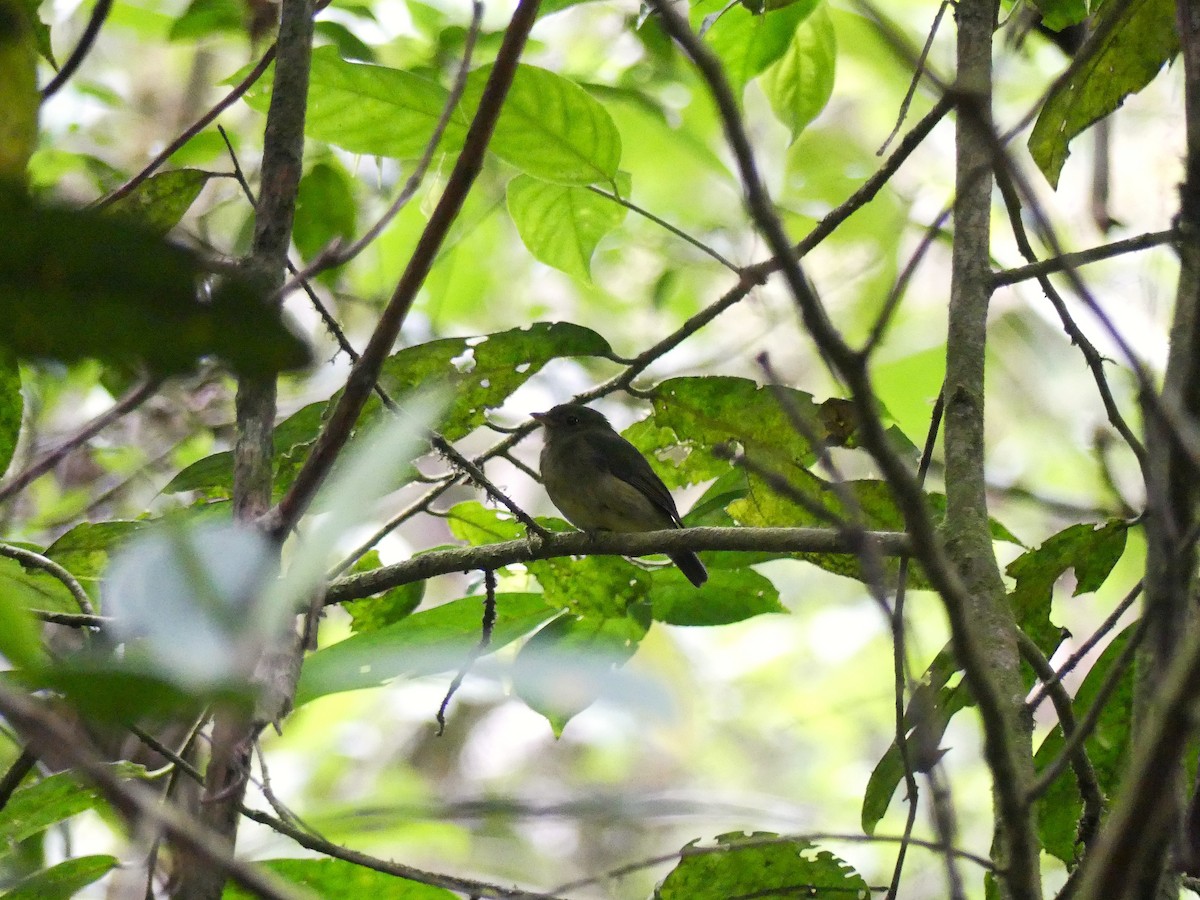 Green Manakin - ML623535076
