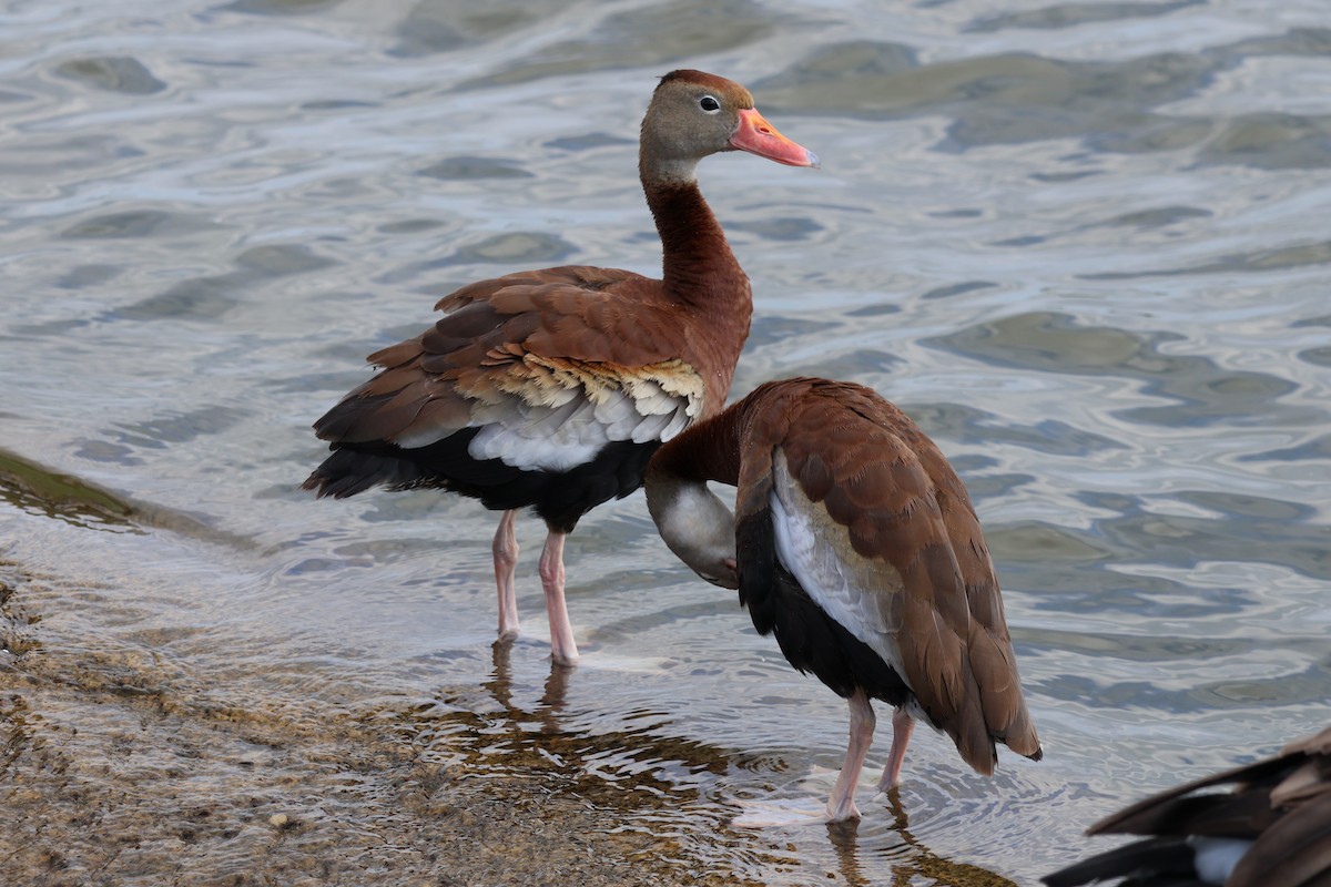 Black-bellied Whistling-Duck - Yianni Laskaris