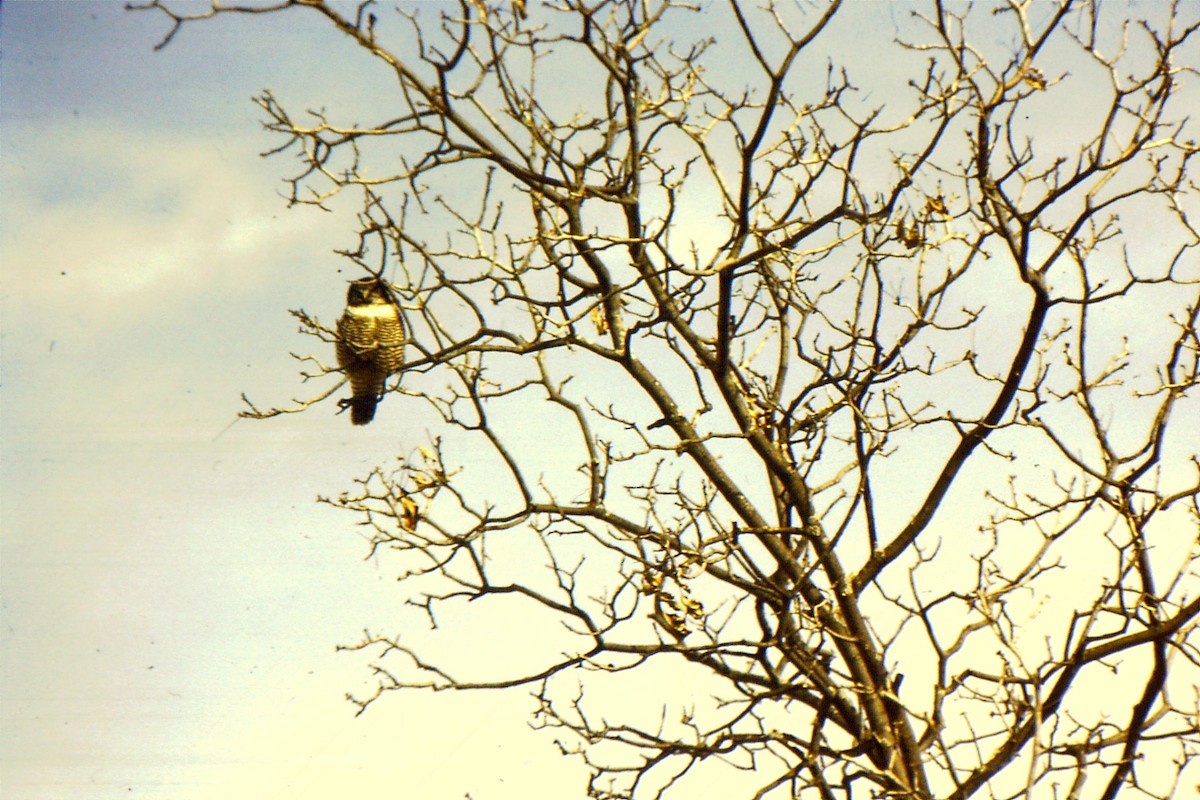 Northern Hawk Owl - ML623535114