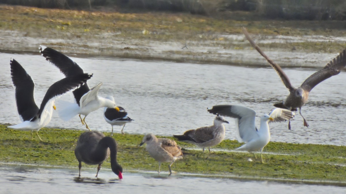 Kelp Gull - ML623535172