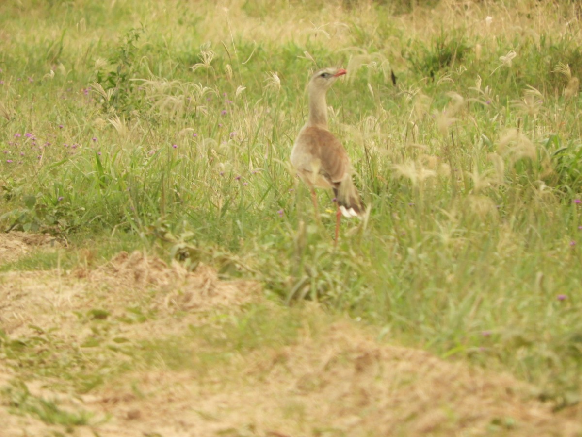 Red-legged Seriema - ML623535179