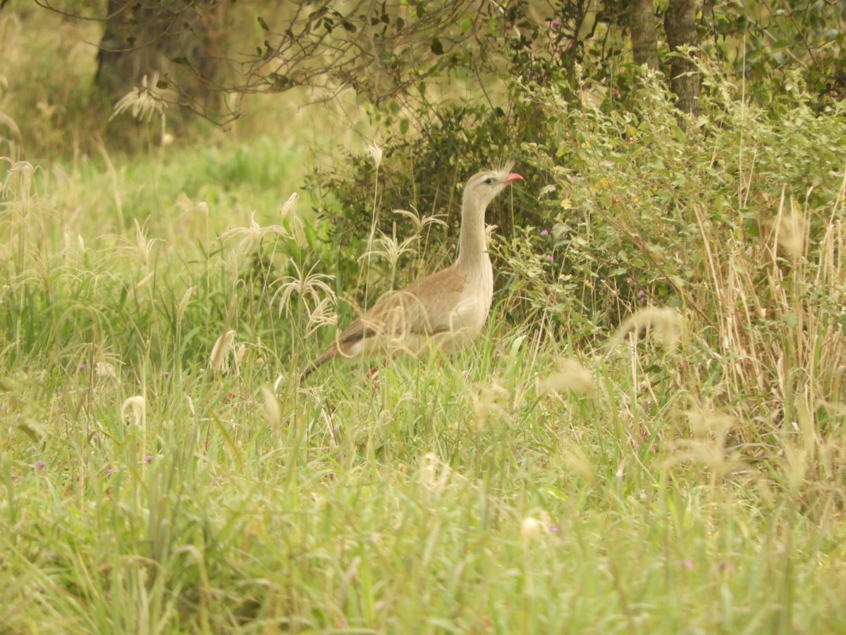 Red-legged Seriema - ML623535180