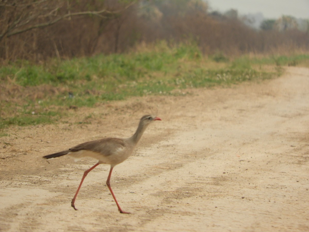 Red-legged Seriema - ML623535181