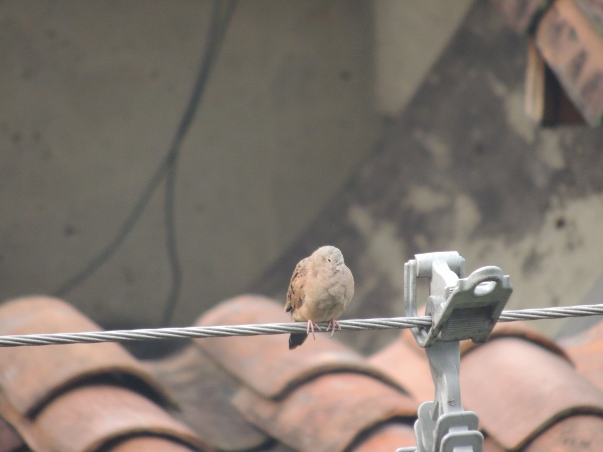 Ruddy Ground Dove - ML623535192