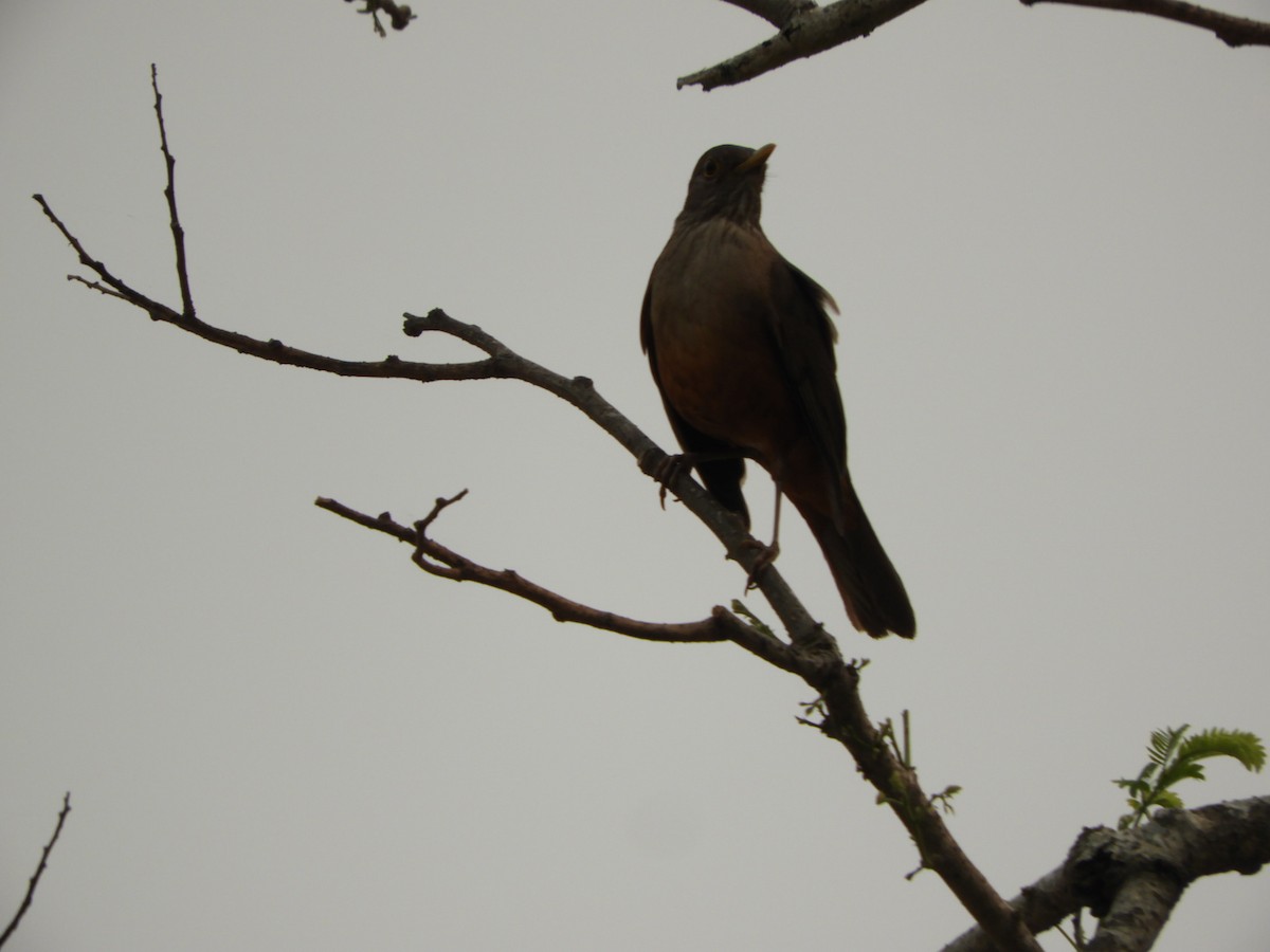 Rufous-bellied Thrush - ML623535193