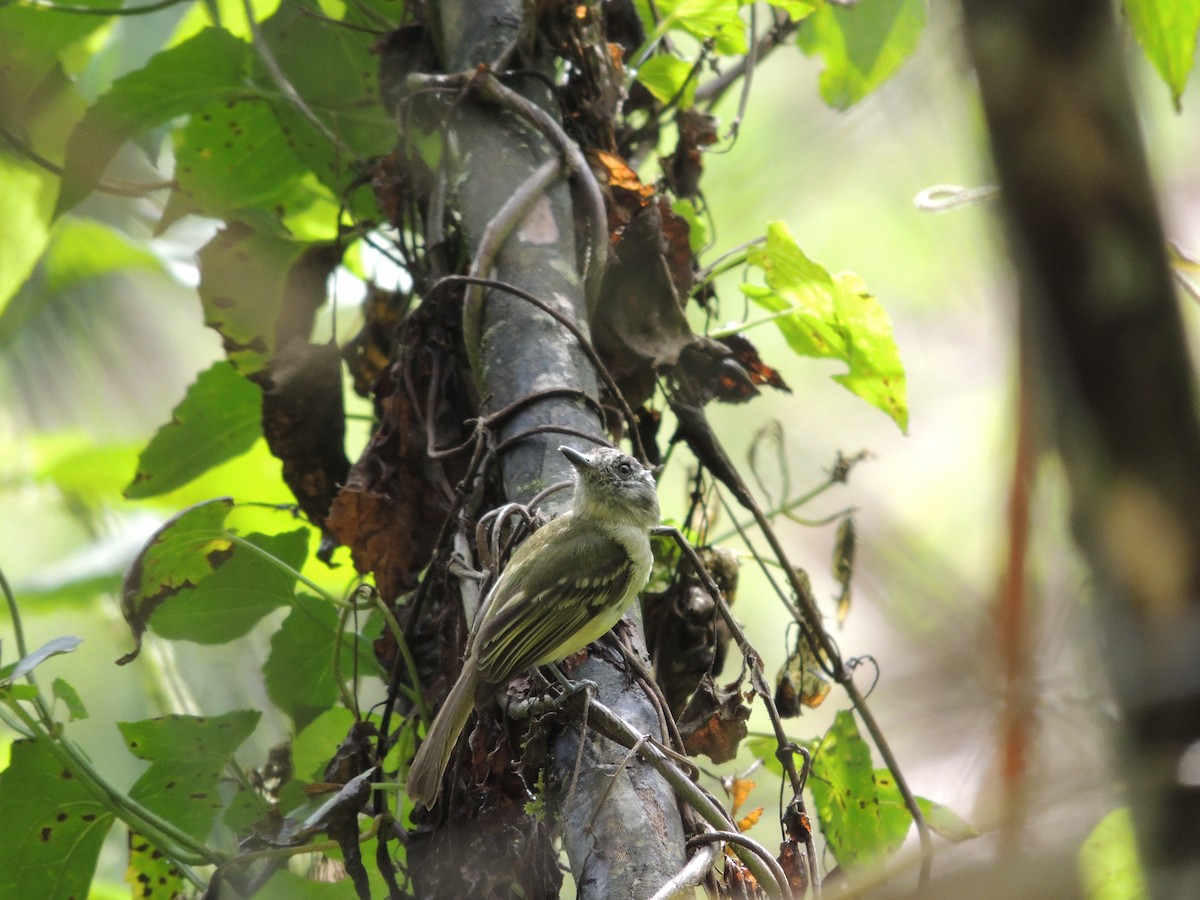 Slaty-capped Flycatcher - ML623535203