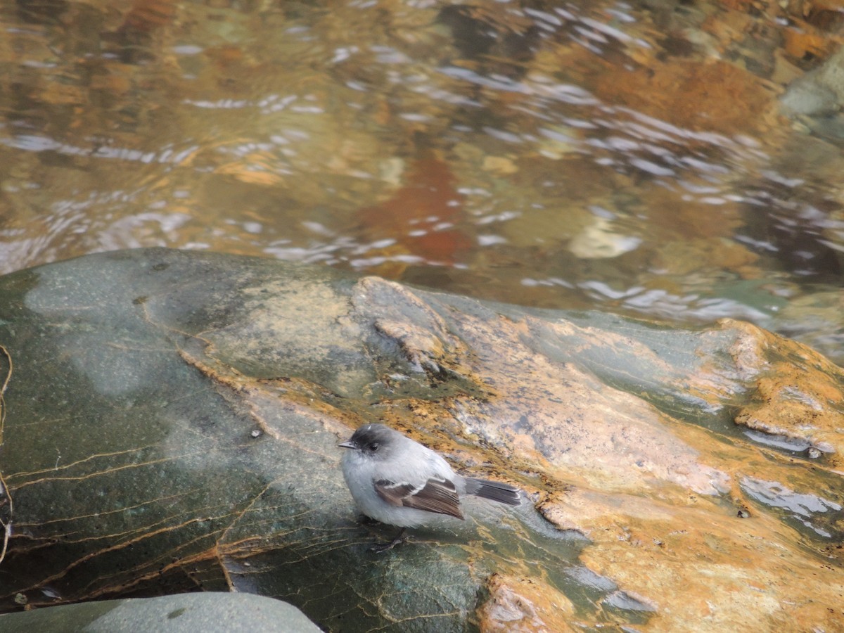 Torrent Tyrannulet - ML623535211