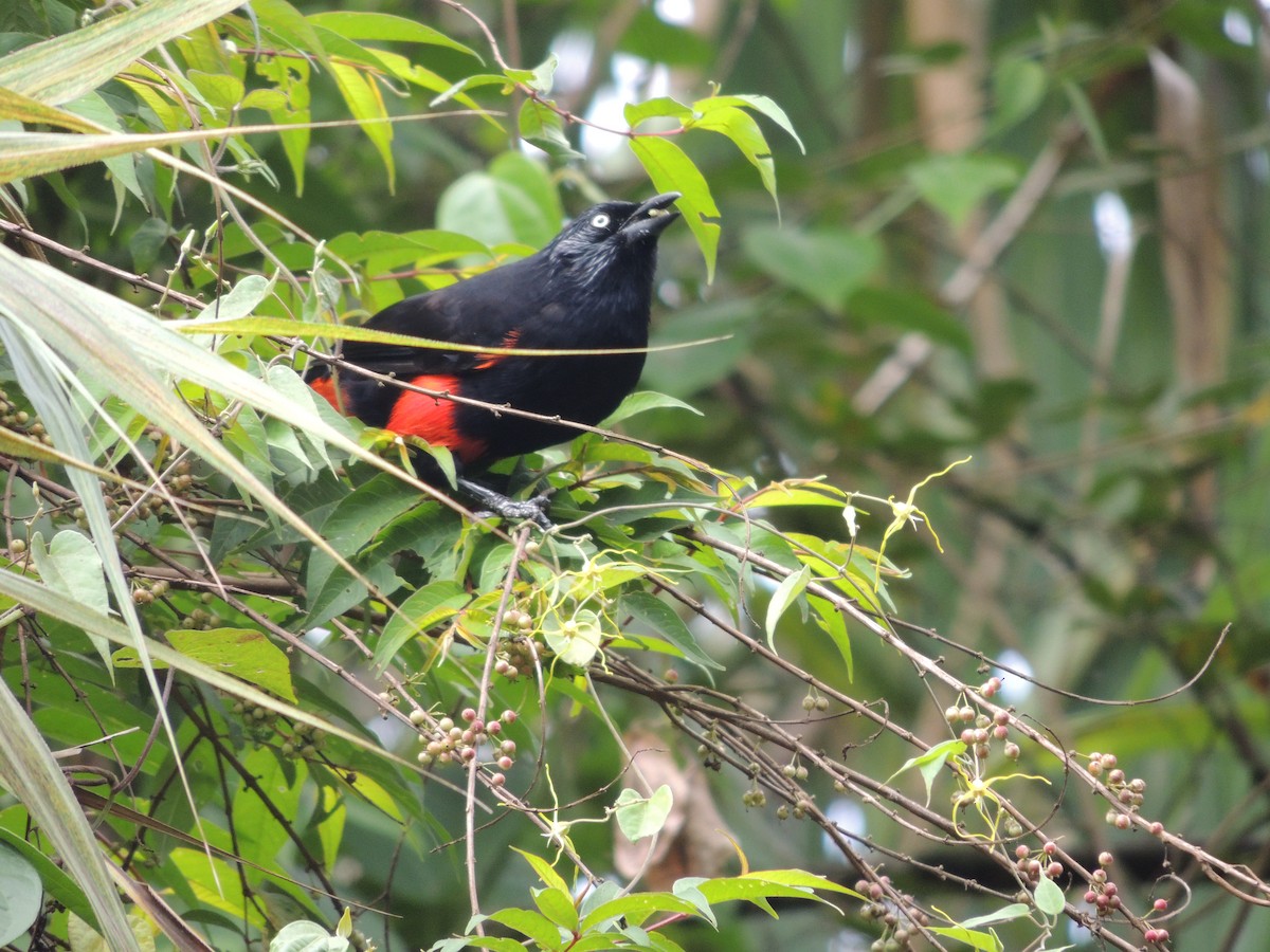 Red-bellied Grackle - ML623535218