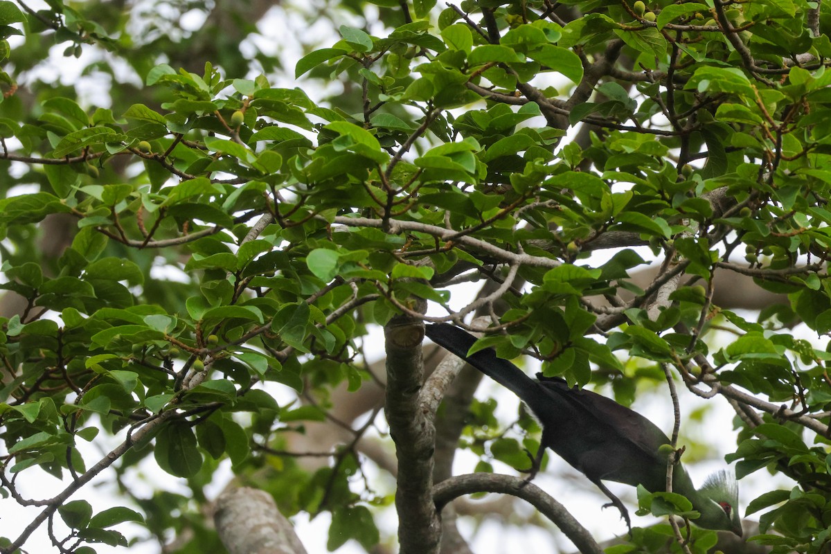 Guinea Turaco - ML623535247