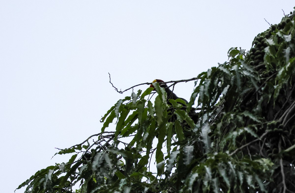 Violet Turaco - Louis Hebert