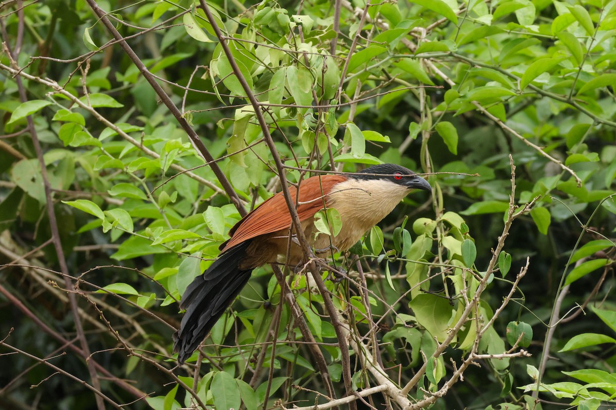 Coucal du Sénégal - ML623535281