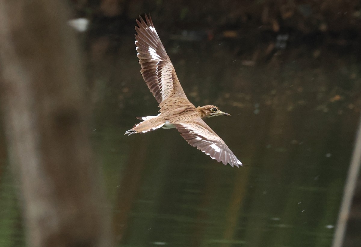 Senegal Thick-knee - ML623535295